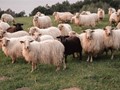 "Υπάρχει εγκεκριμένο εμβόλιο για την ευλογιά, δεν το ζητήσαμε"